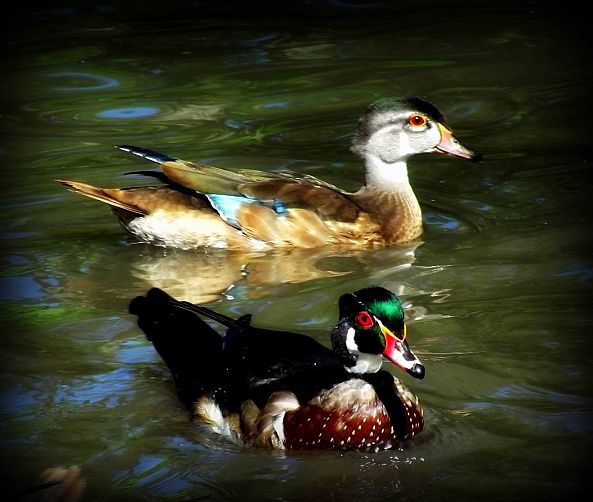 Wood Duck-Nici Bedford