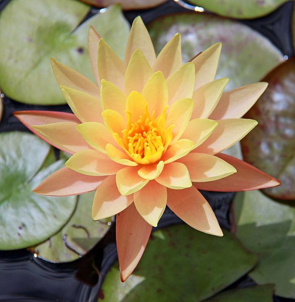 GOLDEN WATER LILY -Robert W Dunlap