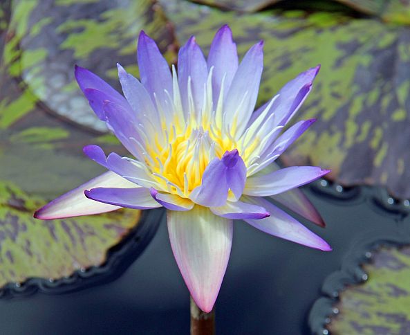 BLUE WATER LILY -Robert W Dunlap