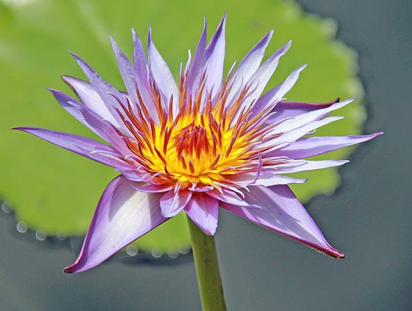 PURPLE WATER LILY-Robert W Dunlap