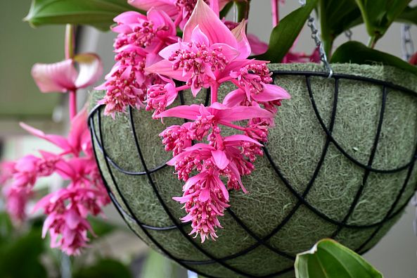 Flowers-Agness Ce