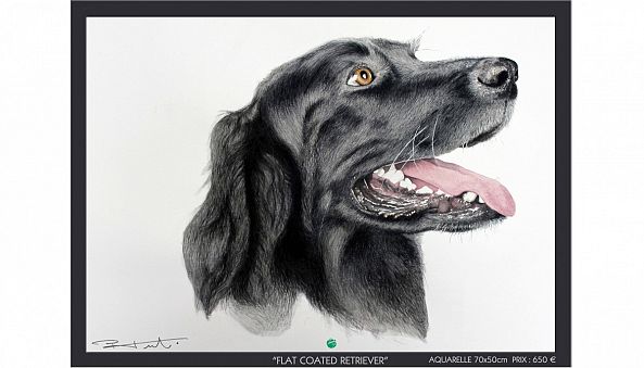 FLAT COATED RETRIEVER-Pierre Frutschi