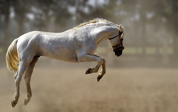 Le saut-Nadir Djama