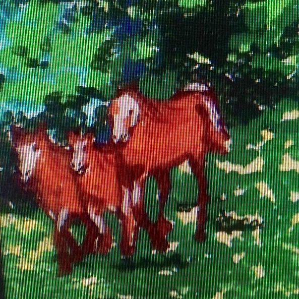 Promenade dea chevaux -Céline Marcoux