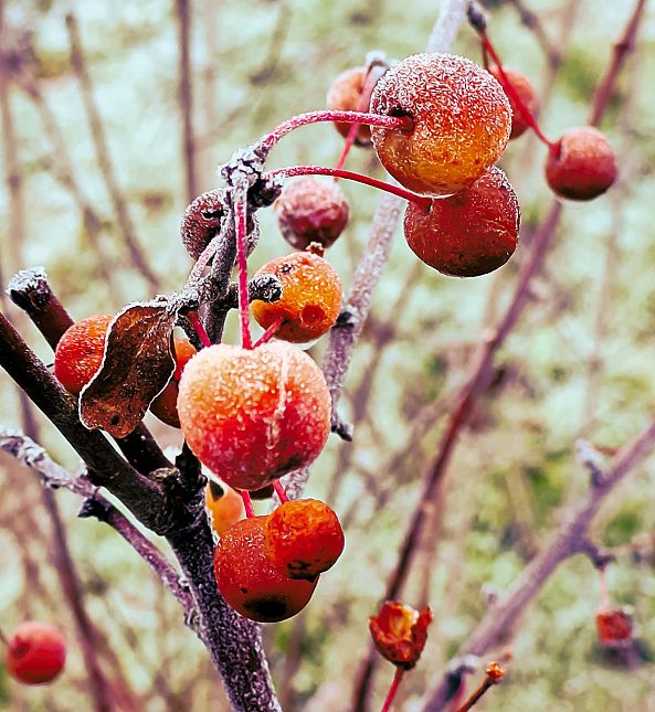 professor sprenger crabapple frozen-barry king