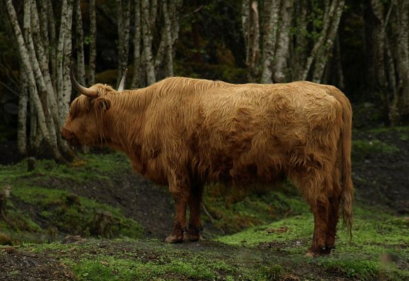 Norweigian Longhorn-barry king