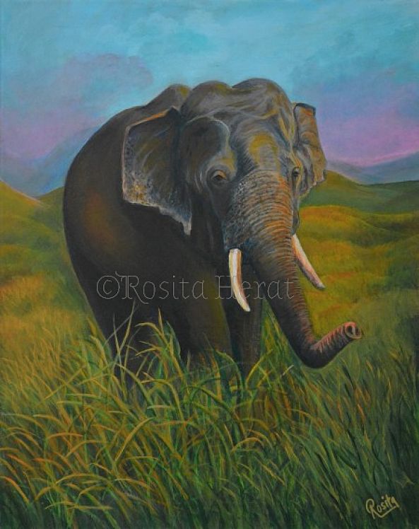 Asian Tusker-Rosita Herat