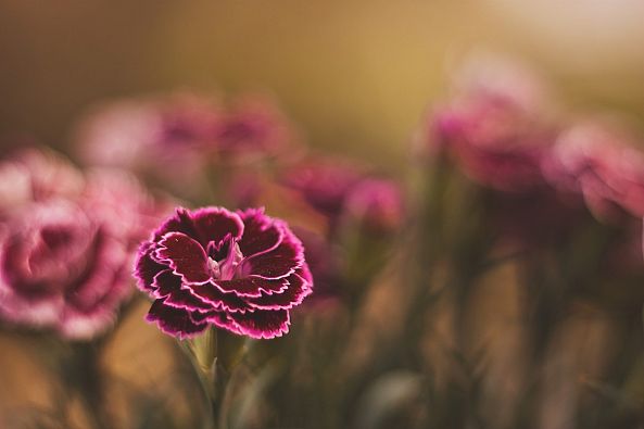 Dianthus-Ines Cvitic