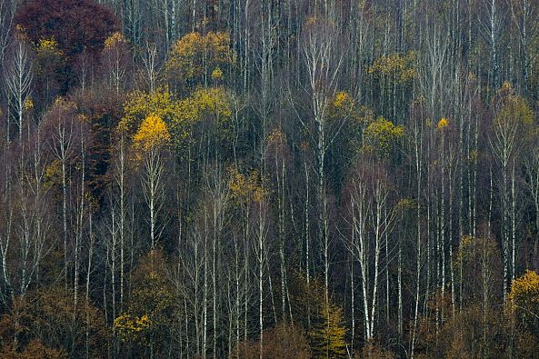 Mystics birch-Benedek Eduard