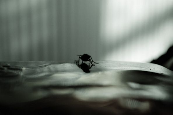 the fly-Irena Elezovic