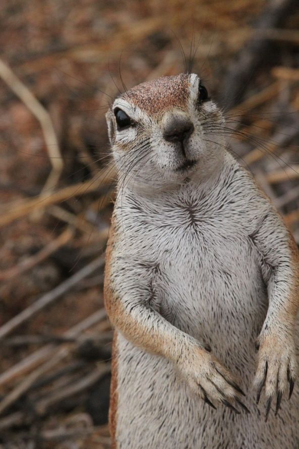 Inquisitive Ground Squirrel-Carl Van Haght