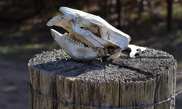 Wombat Skull-Greg  Sandoval