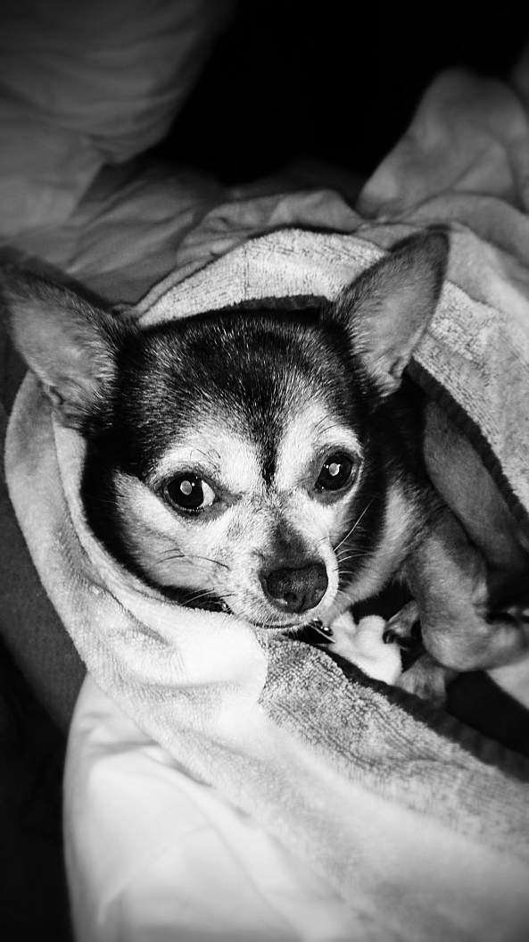Pepper-Greg  Sandoval