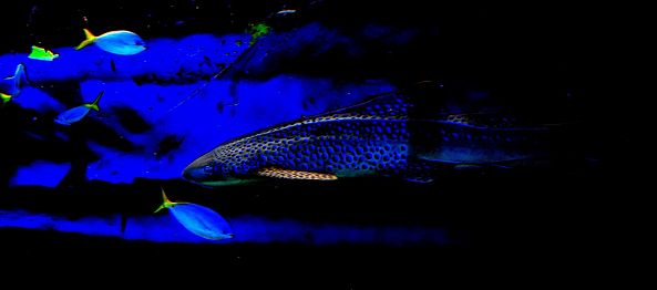 Blue Shark-Greg  Sandoval