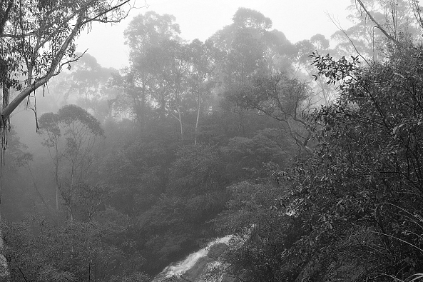 Jungle-Greg  Sandoval