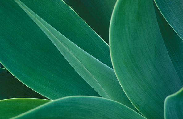 Agave Abstract-Colin RADFORD