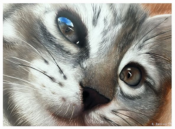 LE CHAT-Alain DEMISSY