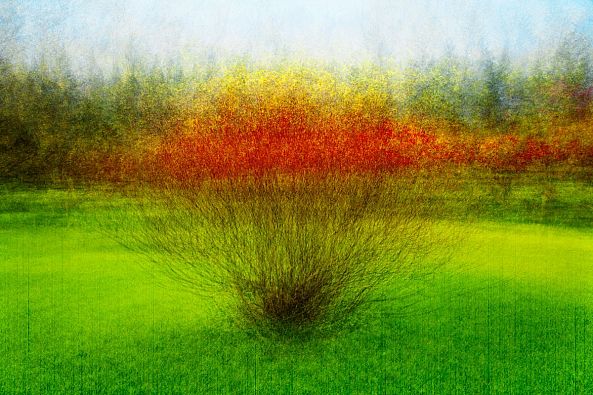 Arbrisseau-Eric Villeneuve