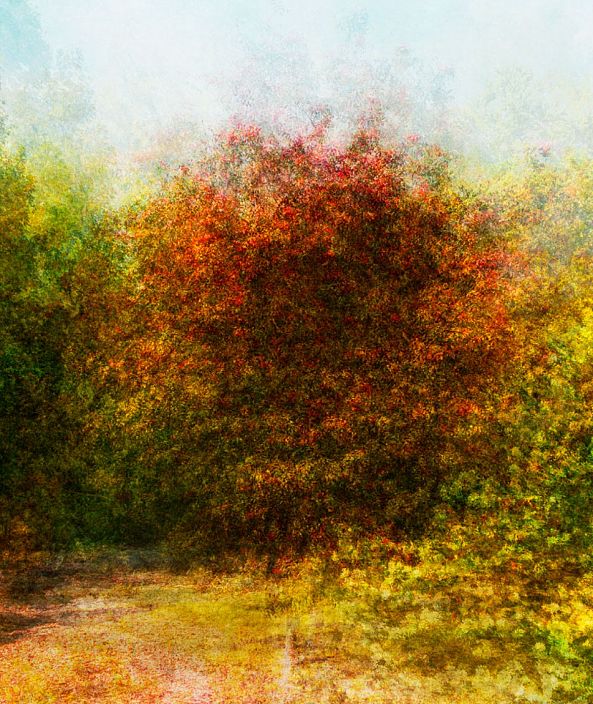 Fruits_rouge-Eric Villeneuve