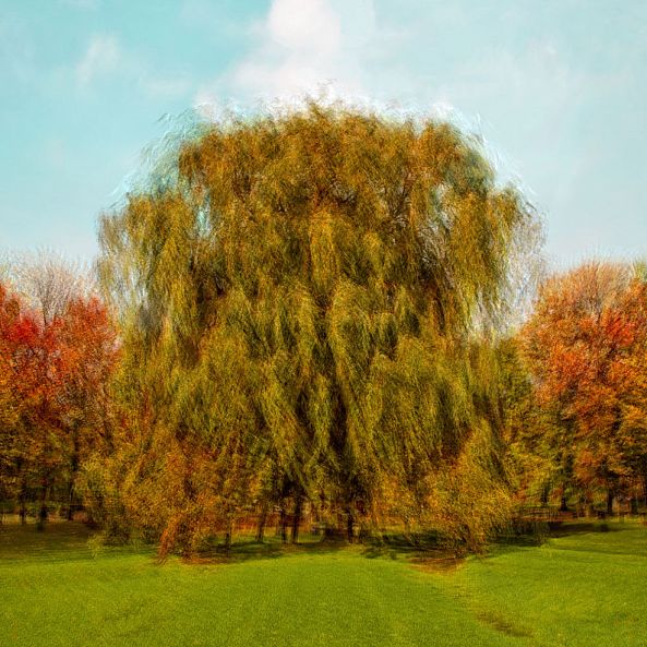 Saule-Eric Villeneuve