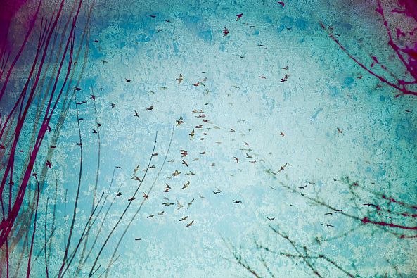 Pigeaons-Eric Villeneuve