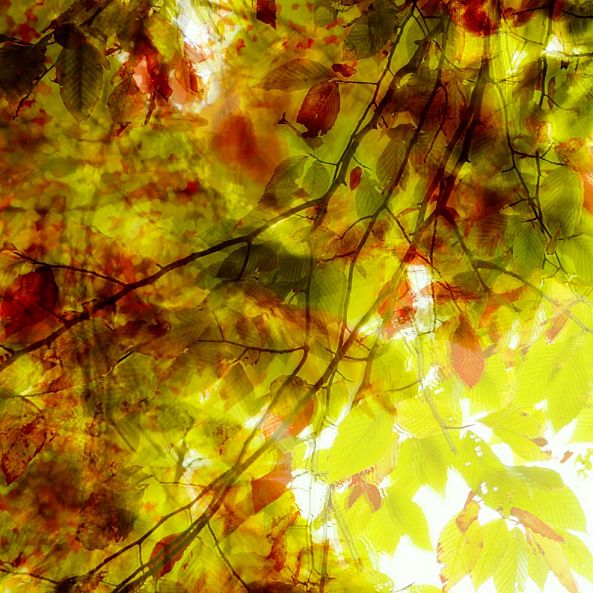 Feuilles_1-Eric Villeneuve