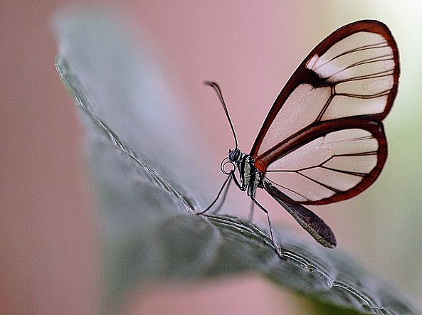 Comme une aile de papillon-Garance Klein