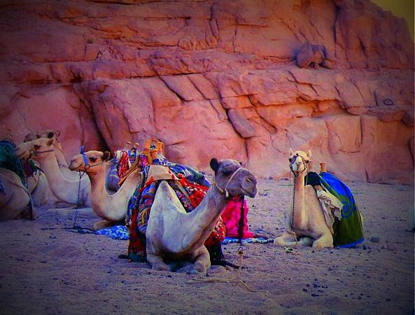 camels-Mai Nour