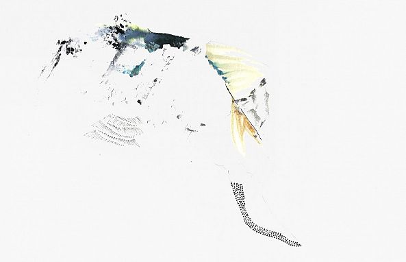 1015-I / holothurie-Aude Haefflinger