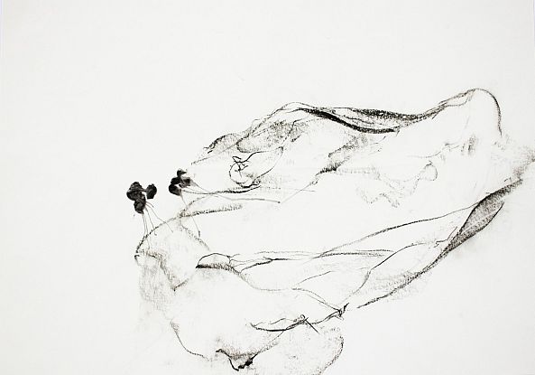 1115-I / the dance of oysters-Aude Haefflinger