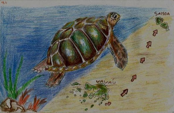 Turtle flap -Sikalamu Pangi