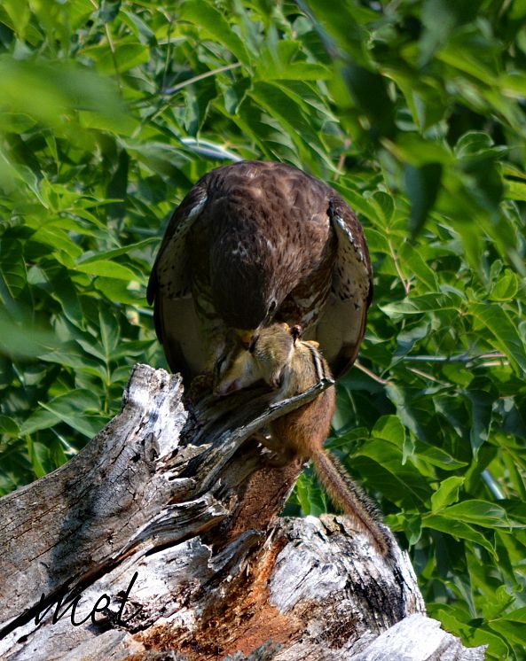 chasse-Peinture Melanie