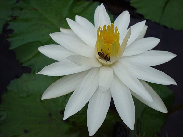 bee & water lilly-Julius Musyoki