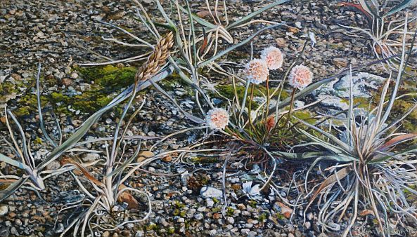 Wildflowers, Kolyuchin Spit-Kim Wilson